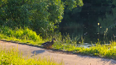 A mallard duck is captured in a medium shot, walking along a paved path beside a body of water. The duck, facing left, has mottled brown and grey plumage and orange legs. Its reflection is faintly visible on the path due to the sunlight.
The scene is set outdoors in what appears to be a park or natural area, suggested by the lush green trees and vegetation. The water, likely a river or pond, is dark and reflects the surrounding greenery. Tall grasses with seed heads are abundant along the water's edge, and the path is lined with more grass and foliage.
The sunlight suggests it is either early morning or late afternoon, casting long shadows across the path. The light illuminating the grass indicates a sunny day with clear weather. The overall mood is peaceful and serene, capturing a quiet moment in nature.
There is no visible text in the image. The location context of Щапово, Russia, points to a specific geographical setting.