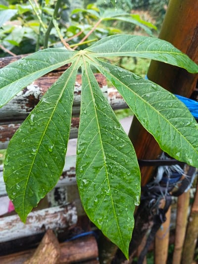 A close-up, downward-angled view captures a large, vibrant green cassava leaf, deeply lobed with seven distinct leaflets fanning out from a central petiole. The leaf surface is profusely covered with numerous clear water droplets, indicating recent precipitation. Visible venation crisscrosses the leaf blades. In the blurred background, to the left, weathered horizontal wooden or bamboo structures with patches of faded white material are present. To the right, a darker vertical pole, likely bamboo, is visible, partially wrapped with a segment of blue synthetic material and secured with intertwined strings or wires. The scene is set in an outdoor environment, consistent with a cultivated area or garden in Inawi, Papua New Guinea.
