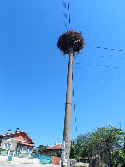 This media file captures a street view in Selyanin, Bulgaria, under a clear, bright blue sky, suggesting it's a sunny day, likely in the morning or early afternoon. The central focus is a tall, concrete utility pole supporting a large, dense bird's nest, possibly belonging to storks, which are common in the region. The nest is constructed from twigs and other natural materials, and appears to be quite substantial. Several wires, presumably for electricity or telecommunications, run from the pole across the sky.
In the background, to the left, is a residential house with a red-tiled roof, featuring multiple windows and chimneys. A light-colored wall and a vibrant turquoise gate are visible in front of the house. Further to the right, other houses and residential buildings with red roofs and fences are partially visible, interspersed with lush green trees and foliage, indicating a rural or suburban setting with vegetation.
On the utility pole, near the bottom, there are several posters or notices affixed. One of them, partially visible, appears to have Cyrillic text, with some of it legible, including "РЕМОНТ НА" (REPAIR OF) and what seems to be a phone number.
The overall scene depicts a typical day in a Bulgarian village, with everyday infrastructure like utility poles and houses set against a backdrop of nature and clear weather. No people are prominently featured in the image, and the focus is on the nest and the surrounding environment.