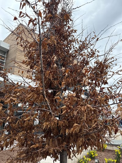The image depicts a tree with predominantly brown, dead leaves still clinging to its branches. The tree is positioned in an urban setting, with a modern building featuring beige paneling and white accents visible in the background. In the periphery, there are hints of yellow flowers, possibly daffodils. The sky overhead is overcast. The photograph was taken in Oak Brook, United States of America.