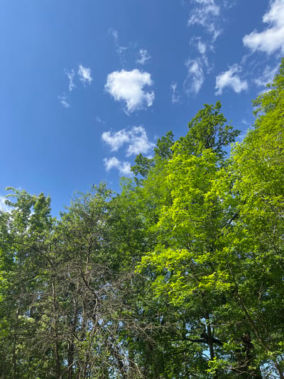 The image shows a view looking upwards towards a bright blue sky with scattered white clouds. A large tree occupies the right side of the frame, its branches and leaves filling a significant portion. Some of the tree branches have green foliage, while others appear to be more bare. The location of Saratovskaya, Russia is not discernible from the image.