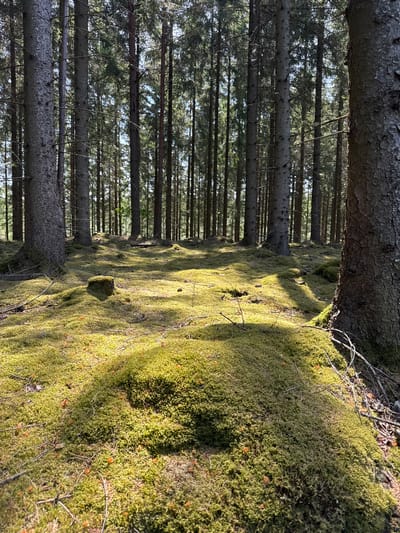 This image displays a tranquil, sun-dappled coniferous forest, likely captured in Vessigebro, Sweden. The scene is dominated by numerous tall, slender trees with rough, dark bark, their trunks extending vertically from the foreground into the dense background, creating a sense of depth. Many of these trees appear to be spruce or fir, with some showing remnants of dead lower branches.
The forest floor is extensively covered by a thick, vibrant green carpet of moss, which undulates over the terrain, forming gentle slopes and mounds on the right side of the frame. Strong, directional sunlight filters through the tree canopy, casting distinct patterns of bright light and deep shadow across the mossy ground, enhancing its textured appearance. A large tree trunk with coarse bark partially obscures the upper portion of the frame. Scattered dry twigs and small, brown detritus (possibly pine cones or needles) are visible among the moss.
No people, animals, or man-made objects are present, emphasizing the natural serenity of the environment. The quality of light suggests it is either early morning or late afternoon on a clear, sunny day. The overall impression is one of peaceful wilderness. There is no visible text in the image.