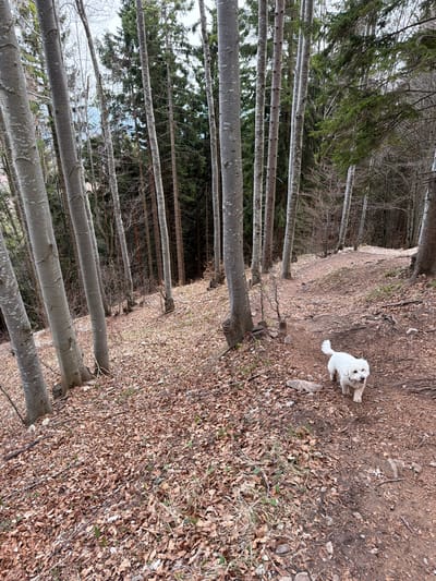 The image depicts a wooded area in Luče, Slovenia. A small, white dog is standing on a path covered with brown leaves. To the left of the path is a dense forest of tall, slender trees with light grey bark. The ground beneath the trees is visible and dark, with a backdrop of mixed evergreen and deciduous trees. The photo is taken at an angle, slightly rotated to the left.