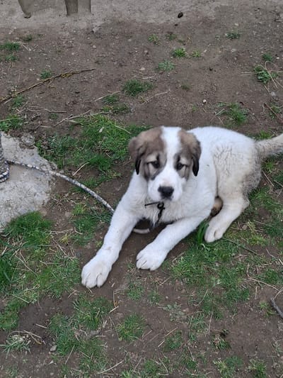 A medium shot from an elevated perspective shows a light-colored, tan and white puppy on the ground in Moshtanets, Bulgaria. The puppy, which has a black collar, is mostly on grass and dirt with some concrete in the lower left and bottom center of the frame.