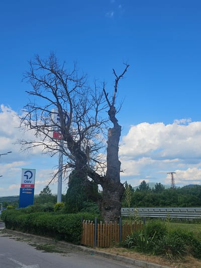 The image captures a scene on a sunny day in Osikovitsa, Bulgaria, characterized by a clear blue sky dotted with fluffy white clouds. The foreground features a paved road with some scattered grass clippings, suggesting recent maintenance. To the right, a low wooden fence encloses a patch of greenery.
Dominating the midground is a large, gnarled, and mostly bare tree with intricate branches reaching towards the sky. Behind the tree, a tall blue sign with the OMV logo and the word "VIVA" is visible, along with additional text mentioning "eMotion" and "MAXXMotion," indicating a gas station or service area. A white pole, possibly part of the sign structure, stands behind the tree. A line of manicured green bushes runs along the edge of the road, separating it from a more densely vegetated area.
In the background, a silver guardrail runs parallel to a highway, suggesting the location is near a major road. Beyond the guardrail, a line of trees forms a verdant landscape, with rolling hills visible in the distance. A red-brown pylon with power lines is situated further back on the right side of the frame, set against the backdrop of lush green hills. The overall impression is a roadside scene with elements of nature and commerce.