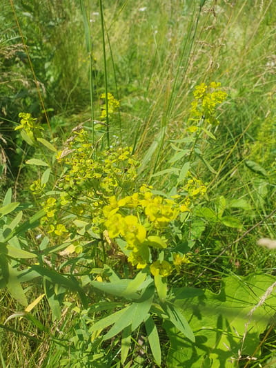 In Smorodinka, Russia, a close-up, vertical shot captures a patch of vibrant green grass and wildflowers bathed in bright sunlight. The foreground is dominated by a cluster of bright yellow flowers, their small, star-shaped petals clustered densely on thin, green stems. These flowers are interspersed with long, slender green leaves, some of which are broad and ovate, while others are more pointed and lance-shaped. The background is a soft blur of more greenery, suggesting a meadow or roadside thicket. Thin, dry stalks of grass, tinged with a light brown hue, rise amongst the green, adding texture to the scene. The overall impression is one of a warm, sunny day in a natural setting.