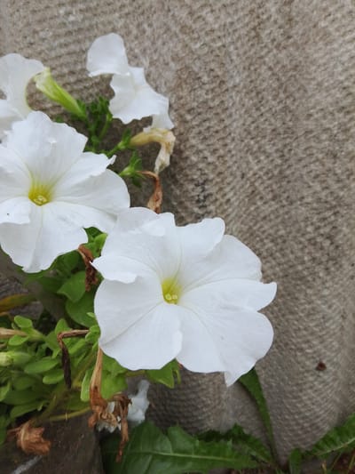 A close-up, eye-level shot captures a cluster of white petunias with bright yellow centers against a textured, taupe-colored background, likely a burlap sack or similar material. The flowers are in various stages of bloom, with some fully open and others partially unfurled. Green foliage and dried, brown stems are also visible, adding to the naturalistic feel. The image appears to be taken outdoors, possibly in a garden or on a balcony, in the city of Aqköl, Kazakhstan. No people or animals are present in the frame. The lighting is natural and soft, with no harsh shadows.