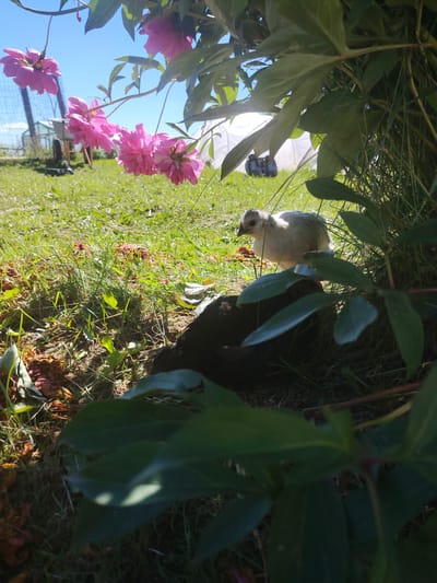 This outdoor photograph captures a sunlit grassy area under a bush with vibrant pink peonies in bloom. The foreground is dominated by the lush green leaves of the bush, with some fallen petals scattered on the ground. In the mid-ground, two chickens are visible: one is a light-colored chick with dark markings around its eyes and beak, standing alert, while a darker chicken is partially obscured in the shadows.
Behind the chickens, the scene opens up to a bright, sun-drenched lawn with scattered vegetation and dried leaves. In the background, there are hints of human activity, including what appears to be a greenhouse structure and a wheelbarrow, suggesting a garden or rural setting. The clear blue sky indicates fair weather and likely midday to afternoon. The overall impression is one of a peaceful, natural setting within a rural landscape, possibly on a farm or in a garden. There is no visible text in the image.