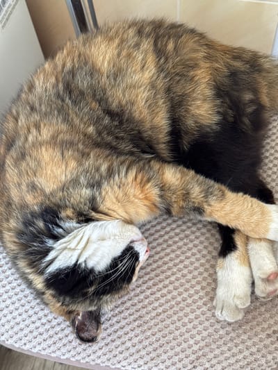 A calico cat is curled up asleep on a textured light brown surface. The cat's head is tucked under its body, with its face partially visible, showing white fur with black and tan markings around its eyes and nose. Its paws are crossed in front of its face. The background shows a blurry white and light brown object, possibly furniture. The scene appears to be indoors. There is no information about Chuguyevka, Russia in this image.