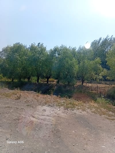 The image shows a natural scene with a clear sky and a line of trees. The sun is visible, casting a bright glare. The foreground consists of a dirt path with sparse vegetation. In the background, the trees form a dense canopy, with a rustic fence visible to the right. The scene appears to be an outdoor environment, possibly a rural area or park. The water mark "Galaxy A06" is present in the bottom left corner, indicating the device used for capturing the image. The location is identified as Kojo-Aryk, Kyrgyzstan.