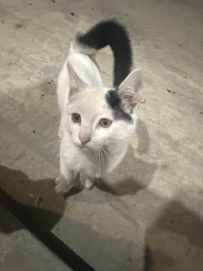 This image, taken in the city of Tairov, Armenia, depicts a bicolored cat standing on a light gray concrete surface under low-light conditions, likely evening or night. The cat is predominantly white with a distinct black patch of fur covering its left eye and ear, extending partially onto its forehead. Its tail is entirely black and curved upwards. The cat has light brown or amber-colored eyes and a pink nose, with white whiskers visible on both sides of its muzzle. It is positioned facing slightly to the viewer's right, looking upwards directly towards the camera, with an alert and seemingly curious expression. Soft shadows are cast on the concrete surface, originating from the cat and an unseen object to the lower left of the frame. The concrete ground shows minor irregularities and scattered dark specks, consistent with dirt or small debris. No other subjects or objects are discernible in the immediate environment.