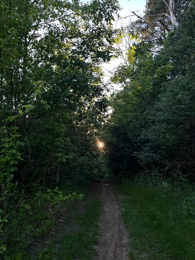 The image depicts a dirt path winding through a dense, green forest. Sunlight filters through the thick canopy of trees, creating a dappled effect on the path and surrounding foliage. The path appears to be well-trodden, suggesting it is used for walking or cycling. The vegetation is lush and varied, with different shades of green indicating a healthy ecosystem. The overall impression is one of a serene and natural environment, likely located in a park or a nature reserve within the city of Briukhovychi, Ukraine. There are no people or animals visible in the image.