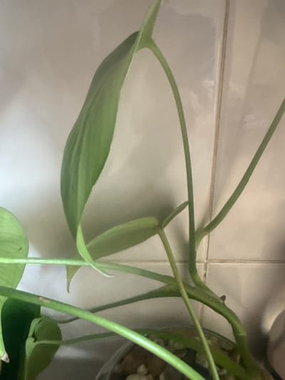 The image shows a close-up of a green vine with several leaves and stems. The vine is in a pot with visible pebbles at the bottom. The background consists of light-colored tiled walls, possibly in a domestic setting. The lighting is soft and diffused. There are no people or animals visible in the image. The specific location in Metsamor, Armenia is not determinable from the visual information provided.