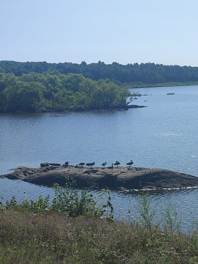 This image depicts a serene natural landscape with a body of water, a rocky outcrop, and a treeline. In the foreground, a dense patch of dry brush and vegetation with some green shoots is visible. A large, dark-colored rocky island sits in the middle of the water, upon which a group of six geese are standing. The water itself is blue with small, sparkling reflections. In the background, a lush green treeline stretches across the horizon, with a clear blue sky above. There are no people or structures visible in the scene. The image appears to have been taken in Saint-Joachim-de-Shefford, Canada, showcasing a typical rural or park-like environment.