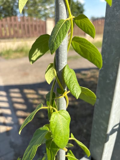 A close-up, low-angle shot focuses on a green vine with fuzzy stems and oval leaves climbing a weathered grey metal pole. The vine is positioned vertically in the center of the frame. The background is softly blurred, showing a brown wooden fence and a dirt path with dappled sunlight creating a grid pattern on the ground. The sky is visible in the upper right corner, appearing light blue with some white clouds. The location is Červená Píska, Czechia.