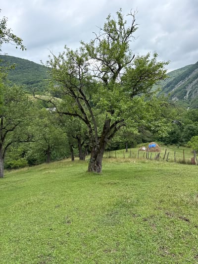 The image depicts a pastoral scene in Sis, Azerbaijan, under an overcast sky. A large, mature tree with dense green foliage dominates the foreground, its branches reaching out expansively. The tree has a thick, textured trunk. Beyond the tree, a gently sloping grassy field stretches towards a wooded area and a steep, tree-covered mountainside. In the mid-ground, a rustic wooden fence encloses a small section of the field where two haystacks are visible. One haystack is partially covered with a bright blue tarp, and the other is white, likely also covered. The presence of haystacks suggests it is either harvest season or preparations for winter. The overall atmosphere is tranquil and rural, with no people visible in the frame. The lighting is diffused, consistent with a cloudy day. The location is characterized by lush greenery, indicating a fertile, natural environment.