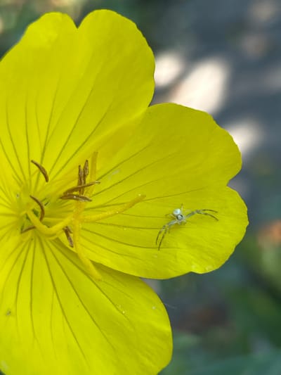 The image shows a close-up view of a bright yellow flower, likely an evening primrose, with a small, pale green spider resting on one of its petals. The spider has a white body and long, thin legs. The flower's center features delicate stamens and pistils. The background is softly blurred, showing a darker, grayish-blue area with out-of-focus highlights that suggest sunlight filtering through foliage. The image does not contain any information or visual cues that would allow for its localization to Labinsk, Russia.
