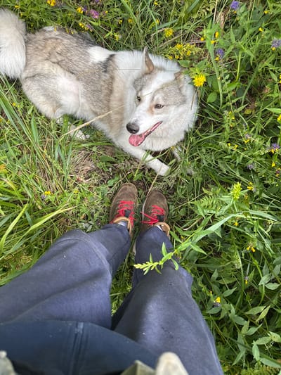 A person wearing dark blue sweatpants and brown hiking boots with red laces is sitting in a grassy field with a dog. The dog, a medium-sized husky with gray and white fur, is lying down in the grass. The field is full of green grass, wildflowers in yellow and purple, and some ferns. The image is taken from a first-person perspective, looking down at the person's legs and the dog. The location is Karabanovo, Russia, as indicated by the presence of a person and a dog in a natural, outdoor setting. The scene is peaceful and appears to be a moment of rest during an outdoor activity.