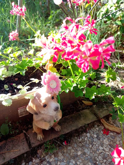 The image depicts a close-up, eye-level view of a garden scene with a small statue of a dog in the foreground. The dog statue is light brown and cream-colored, with black eyes and a pink flower with a silver center perched on its head. The dog is seated and facing to the right, with its paws on a stony ground. Behind the dog statue, there is a planter with dark soil and green plants with lobed leaves. A wooden plank or planter edge separates the soil from the stony ground. In the background, bright pink flowers with white markings are in bloom, with green foliage and tall grass. The lighting suggests it is daytime, with sunlight casting shadows and highlighting certain areas. The overall setting appears to be a garden or outdoor decorative area. No specific location in Beinasco, Italy is identifiable from the visual information provided.
