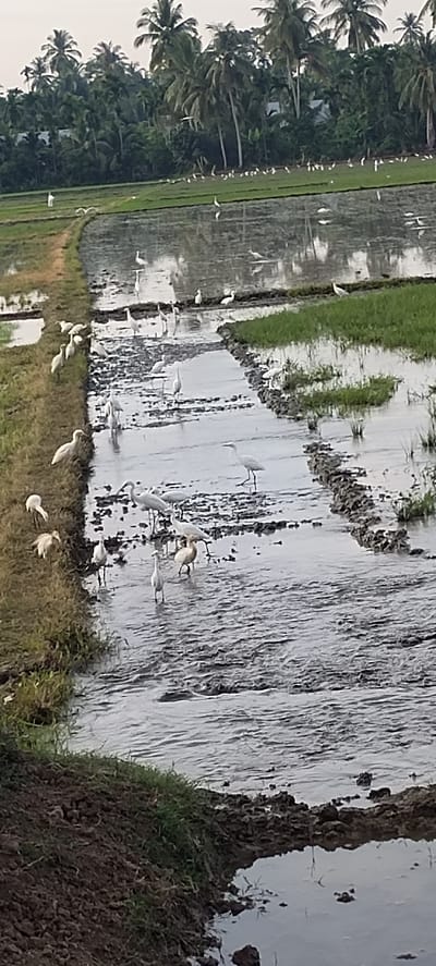 The image shows a flooded rice paddy field in Blangmajron, Indonesia, with numerous white egrets wading in the shallow water. The field is bordered by lush green vegetation and palm trees in the background. Some egrets are standing, while others appear to be foraging for food. The water reflects the sky and the surrounding greenery, creating a serene atmosphere. The foreground consists of dark, muddy soil.