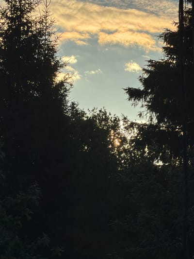 The image shows a silhouette of trees against a sky with clouds and sunlight. The sun's rays are visible, creating a dappled effect through the leaves. The clouds are illuminated with warm, golden hues, suggesting it is either sunrise or sunset. The foliage is dense and dark, obscuring much of the background, with only hints of the sky peeking through. The composition is vertical, with the trees framing the sky. There are no people or man-made objects clearly visible. The overall mood is serene and natural, capturing a moment of natural light interacting with the environment.