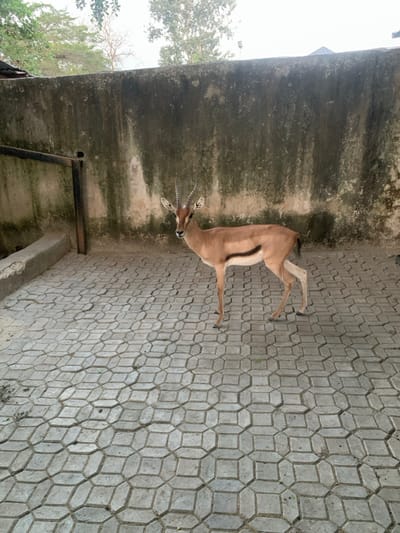 A tan antelope with long, curved horns stands on a patterned grey stone surface. It faces the left, near a weathered concrete wall. The wall has dark stains and a metal pipe. Trees are visible in the background, suggesting an outdoor setting.