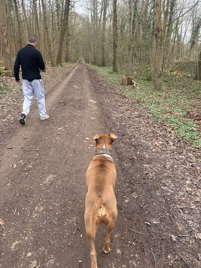 A man in a black jacket and grey sweatpants walks down a dirt path lined with trees, his dog walking ahead. The dog is light brown with a thick, studded collar. The path extends into the distance, surrounded by a forest of bare trees and fallen leaves. The lighting suggests it's either early morning or late afternoon, with soft shadows cast along the path.