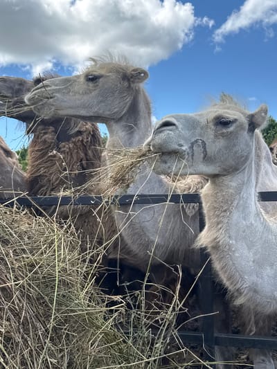 This is a close-up, low-angle, vertical shot of two camels in an outdoor enclosure in Tri Ozera, Russia. The camels are facing the camera, with the front camel's head and neck dominating the foreground. Both camels are light gray with shaggy fur, and they are eating hay from a trough or feeder. The younger camel in the foreground has its mouth full of hay. The larger camel in the background is partially obscured by the feeder, but its head and a portion of its back are visible. The sky behind the camels is a bright blue with scattered white clouds, suggesting a sunny day. The overall impression is one of peaceful grazing, with the focus on the animals' textures and their interaction with their food. There is no visible text in the image.