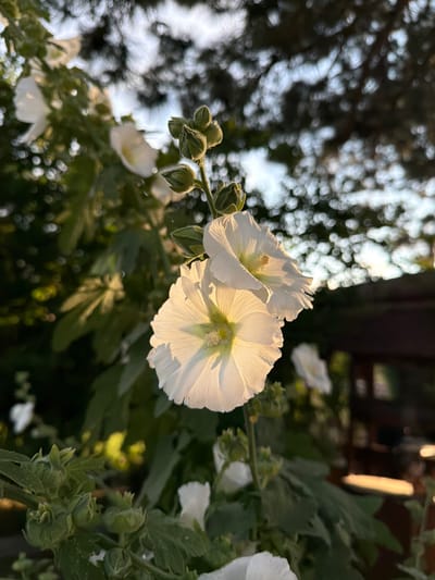 The image shows a close-up view of white hollyhock flowers in a garden in Bulgaria. The flowers are in focus, with delicate petals illuminated by the warm light of either sunrise or sunset, suggesting the "golden hour." The background is softly blurred, with dappled sunlight filtering through trees, creating a bokeh effect. Some unopened flower buds are also visible, hinting at the plant's ongoing bloom. The overall mood is serene and natural. The image appears to be taken outdoors in a garden setting, typical of a rural or suburban Bulgarian landscape. There is no visible text in the image.
