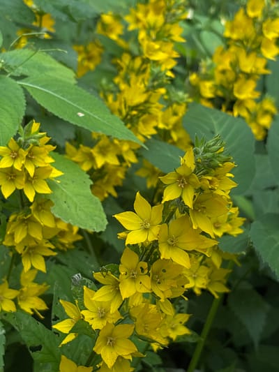 This is a close-up photograph of a patch of yellow wildflowers growing in Mārupe, Latvia. The flowers are small and star-shaped with five petals, and they are clustered together on slender green stems. The leaves are a deep green and appear to be slightly fuzzy. The background is a blur of more yellow flowers and green foliage. The image appears to have been taken in natural light, and the focus is sharp on the flowers in the foreground.