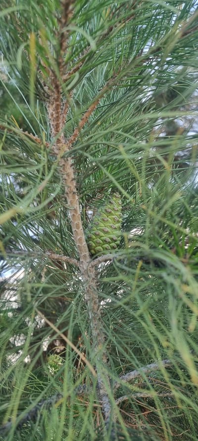 A close-up, eye-level shot captures a single green pine cone nestled among the needles of a pine tree. The pine cone is oval-shaped and exhibits a textured surface with visible scales. Its color is a vibrant green, indicating it is likely immature. The pine needles are long and slender, appearing in various shades of green and are densely packed around the cone. The trunk of the pine tree is visible on the left side of the frame, displaying a rough, textured bark in shades of brown and gray. The background is blurred, suggesting a shallow depth of field, with hints of sky and possibly other foliage. The scene is set in Dekhodzhy, Uzbekistan, a location characterized by its natural landscapes and rural environment. The image is devoid of human presence or any discernible action, focusing solely on the botanical subject.