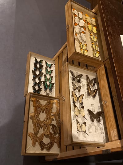 This image shows a wooden cabinet with four open drawers, each containing a collection of pinned butterflies and moths. The butterflies and moths are displayed on a white surface within the drawers. The first drawer on the top left features butterflies with orange and white wings. The second drawer next to it on the top right contains a variety of black, white, and yellow butterflies with labels written in script. The third drawer on the bottom left has rows of dark butterflies with blue and green iridescent markings. The last drawer on the bottom right contains large brown moths with distinctive patterns. The cabinet appears to be antique, judging by the wood and the style of the drawers. The scene is likely a museum exhibit, possibly in Biberach an der Riß, Germany, showcasing entomological specimens.