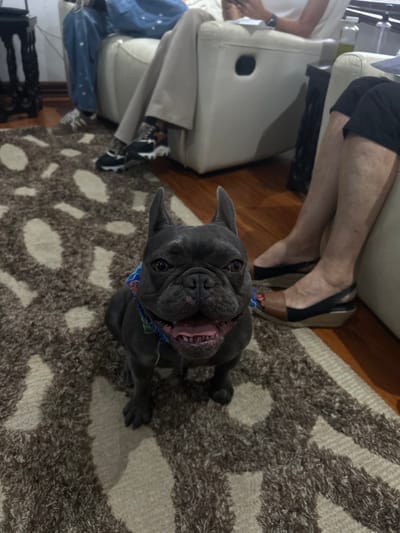 The image shows a black French bulldog, wearing a blue and green bandana, sitting on a beige and brown rug in a house in Río Oro, Costa Rica. The dog is facing the camera and has its mouth open, showing its teeth. Its tongue is slightly sticking out. In the background, two people are sitting in white leather chairs. The person on the left is wearing blue jeans, a white shirt, and beige pants. The person on the right is wearing dark pants and a white shirt. The person on the right is wearing black sandals. The wood floors are dark brown. There is a dark wooden end table to the left of the image. There is a white table to the right of the image. The scene is bright and well-lit.