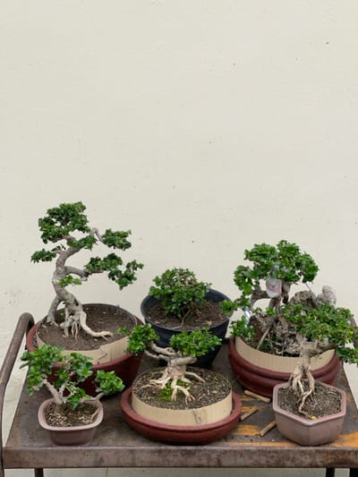 Six bonsai trees are displayed on a rusty, dark brown metal surface in Garut, Indonesia, positioned against a plain, light beige textured wall. The arrangement consists of three larger bonsai in the rear row and three smaller ones in the front.

From left to right in the rear:
1.  A large bonsai with a prominent, gnarled light-colored trunk and exposed root system, featuring dense green foliage. It sits within a dark reddish-brown circular pot, which rests on a matching wider saucer. A light brown cardboard ring encircles the trunk base inside the pot.
2.  A medium-sized bonsai with a dark trunk and green foliage, contained in a plain black plastic pot. Its roots are largely obscured.
3.  A large bonsai complex with multiple trunks, dense green foliage, and a substantial rock formation integrated into its exposed root structure. White material, resembling tape or fabric, is wrapped around a branch near the top. It is in a dark reddish-brown circular pot, resting on a matching wider saucer. A light brown cardboard ring is positioned around the trunk base inside the pot.

From left to right in the front row, below the rear trees:
1.  A smaller bonsai with a visible root flare and a gnarled light-colored trunk, supporting green foliage. It is housed in a rectangular, light brown plastic pot.
2.  A small bonsai with an exposed, light-colored, twisting root system and trunk, bearing green foliage. It sits in a dark reddish-brown circular pot, which rests on a matching wider saucer. A light brown cardboard ring with two small bent wire hooks is placed around the trunk base inside the pot.
3.  A small bonsai with visible, light-colored exposed roots and trunk, topped with green foliage. It is planted in a hexagonal, light brown plastic pot.

Several small, cylindrical wooden or bamboo fragments are scattered across the dark metal surface between the front bonsai. No individuals are present in the scene.