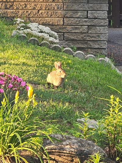 In Lorraine, Canada, a wild rabbit is pictured on a grassy incline. The rabbit is positioned in the mid-ground of the image, facing towards the right. The background features a wall constructed of grey, rectangular stones, with a textured surface. In front of the wall, a line of small, rounded grey stones separates the grass from the wall. A cluster of small white flowers grows behind these stones. In the foreground, several pink and yellow flowers are visible, along with green foliage and a large, grey rock with dark shadows. The overall scene is illuminated by the warm light of what appears to be late afternoon or early morning sun, casting long shadows.