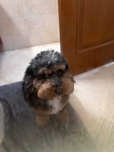 A fluffy, black and tan dog with large, expressive eyes sits on a grey blanket. The dog's fur is curly and somewhat unkempt, with lighter tan fur around its muzzle and chest. It is looking directly at the camera. The background consists of a light-colored tiled floor and a dark brown wooden door. The lighting suggests an indoor setting. The image is taken from a slightly elevated angle, looking down at the dog. The location is identified as Pinecrest, United States of America.