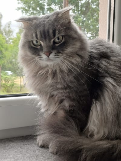 A medium shot shows a fluffy gray cat with green eyes sitting on a windowsill. The cat's fur is long and appears to be a mix of dark and light gray. Its ears are slightly back, and its gaze is directed forward. The background consists of a window with greenery and trees visible outside. The windowsill is light-colored, and the surface below it is gray and textured, possibly carpet. The scene appears to be indoors, with the natural light coming through the window. There are no people present in the image. The location in the city of Kobryn, Belarus, is not discernible from the image.