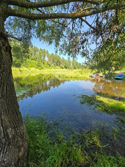 A vertical, eye-level shot captures a tranquil river scene in Voinskaya Chast' Mchs, Russia, on a clear, sunny day. In the foreground, the rough, textured bark of a large tree trunk dominates the left side of the frame, its branches extending overhead, dappled with sunlight and casting shadows. The river's surface, a dark blue, reflects the lush green trees and the bright blue sky, with some aquatic vegetation visible. Across the river, a verdant bank rises, covered in dense green foliage and tall pines. On the right bank, two inflatable boats are partially visible, with at least three individuals engaged in what appears to be recreational activity. The light creates a warm glow on the water's edge and the boats. The overall atmosphere is serene and natural.