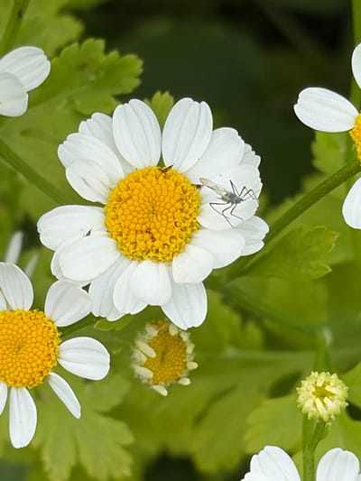 A close-up, overhead shot features a cluster of white daisies with yellow centers. A small, dark insect with long legs is perched on one of the petals of the largest daisy. The daisies are surrounded by blurred green foliage. The scene is outdoors, likely in a natural setting such as a field or garden. There is no indication of Lyambir', Russia in the image.