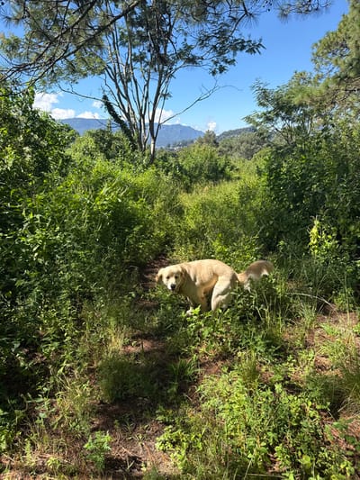 The image displays a light-colored dog, likely a Golden Retriever or similar breed, situated on a narrow dirt path within a heavily vegetated area. The dog is captured in the act of defecating, with its hindquarters lowered and tail slightly elevated, while its head is turned to face the camera. The scene is set in Colonia Rincón Villa del Valle, Mexico, characterized by dense green undergrowth, tall grasses, and various shrubs that line the path. In the background, forested mountains or hills are visible beneath a clear blue sky with scattered white clouds. Overhead and in the mid-distance, several trees are present, including a deciduous tree with slender branches and a climbing vine, along with multiple conifer trees. The environment is brightly lit by direct sunlight, casting distinct shadows on the ground.