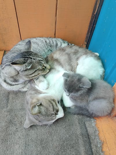 Three cats are sleeping together on a rough, gray mat. The largest cat, a tabby, is curled around a white and gray cat. A small, gray kitten is nestled against the white and gray cat. They are positioned near a wooden wall painted orange and a blue vertical panel. The scene is outdoors, possibly on a porch or patio, given the building materials visible. The overall impression is one of peaceful slumber. The location in the city of Закалтус, Russia is noted.