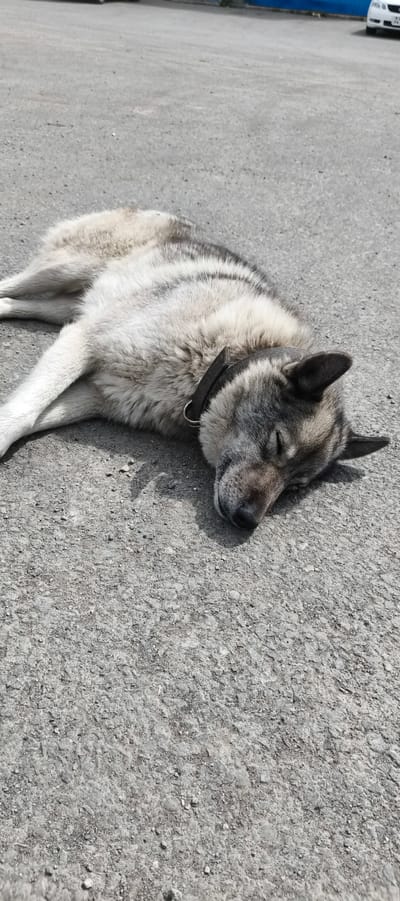 An adult dog, possibly a husky mix, is sleeping on asphalt outdoors. The dog is lying on its side with its eyes closed, appearing relaxed. It has light-colored fur with dark gray markings on its head and back. A black collar is around its neck. The ground is paved with a rough, gray asphalt surface, and a faint shadow is cast on the ground next to the dog, indicating sunlight. In the background, a blurry blue structure and a white car are visible, suggesting an urban or semi-urban environment. The image is taken from a slightly elevated angle, looking down at the dog.