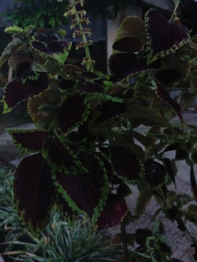 A close-up, low-angle shot showcases the dark purple and green foliage of a Coleus plant, with serrated leaf edges featuring a vibrant green border. The leaves are varied in size and shape, some showing the deep, rich purple color dominating their surface, while others display a more mottled pattern of green and purple. The plant appears to be healthy and well-established, with new growth visible at the top, including delicate flower spikes. The background is softly blurred, suggesting an outdoor setting, possibly a garden or park. The overall lighting is dim, indicative of dusk or an overcast day. No people are present in the image, and no specific landmarks of Cigadung, Indonesia are identifiable.