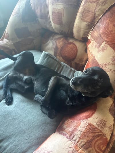 A black dog is lying on a gray surface, possibly a cushion or a person's lap. The dog is positioned centrally, taking up a significant portion of the frame. The background consists of a patterned sofa or armchair in brown and beige tones. The location, Dobrevtsi, Bulgaria, is not discernible from the image. No people or interactions are visible.