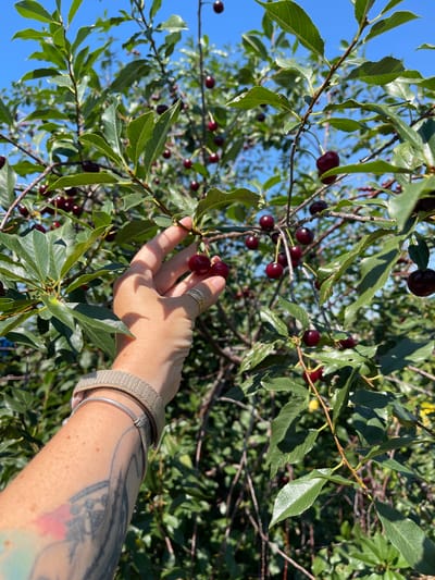 A person's hand with rings and bracelets is reaching for a cluster of ripe, dark red cherries on a tree branch. The background is filled with more cherry branches, leaves, and a bright blue sky. The scene appears to be in an outdoor setting, likely a cherry orchard or a garden, on a sunny day. The location is specified as Tataraskaya Kargala, Russia.