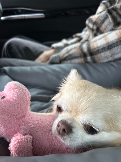 The image shows a close-up, side-view of a small, light-colored dog, likely a chihuahua, nestled against a person wearing a plaid shirt and a gray jacket. The dog is holding a small, fuzzy pink toy. The dog's face is prominent, with its dark eyes, wet nose, and white fur clearly visible. The background is dark and out of focus, suggesting the photo was taken indoors, possibly in a car or on a couch. The plaid shirt has a pattern of brown, black, and white squares. The pink toy appears to be a stuffed animal, possibly a bear or a similar character, with a black embroidered nose. The dog's expression is calm and relaxed. There are no visible text elements in the image. The overall mood is intimate and comfortable, highlighting the bond between the dog and its owner or companion. The lighting suggests it could be daytime, but there are no specific cues to determine the exact time or weather. The location context provided is Usol'e, Russia, but this information cannot be verified from the image itself.