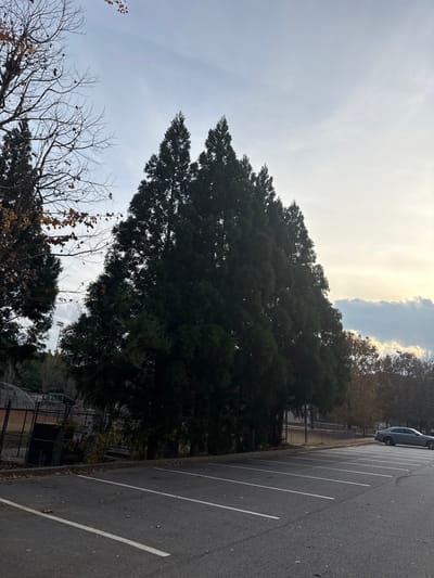 A parking lot adjoins a dense tree line beneath a cloudy sky. The trees, predominantly evergreen, rise high, casting shadows over the adjacent lot. A lone silver car is parked at the edge of the frame. In the foreground, bare branches of deciduous trees reach upward, contrasting with the dense greenery behind. A fence-enclosed area is situated between the trees and the parking lot.