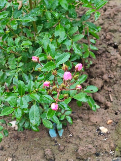 The image shows a close-up view of a small rose bush with several pink buds and some leaves. The leaves are green and appear wet, possibly from rain. The rose bush is planted in brown soil, which looks moist and contains small pebbles. There are no people or animals visible in the image. The scene is located in Лужники Снт, Russia.
