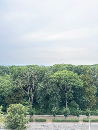 The image depicts a view from above, looking down at a street lined with trees. The scene is oriented vertically, with the sky occupying the left half and a dense line of green trees bordering the right half. A grey asphalt road runs along the right edge of the image, separated from the trees by a narrow strip of green bushes and a footpath. A lamppost is visible on the right side of the road.
The trees are lush and varied in their foliage, creating a thick canopy. Among the vibrant green, there is a notable dead tree with stark white branches, standing out against the surrounding foliage. The sky is overcast and bright, suggesting a cloudy or hazy day. In the distance, a faint outline of hills or a distant treeline is visible through the haze.
The image appears to be taken during the daytime, possibly in the late morning or early afternoon. There are no people or specific objects that indicate a particular activity. The overall impression is a peaceful, natural setting adjacent to an urban environment. The location context of Kolomyia, Ukraine, combined with the presence of a street, lamppost, and trees, suggests an urban park or a tree-lined residential area. No visible text is present in the image.