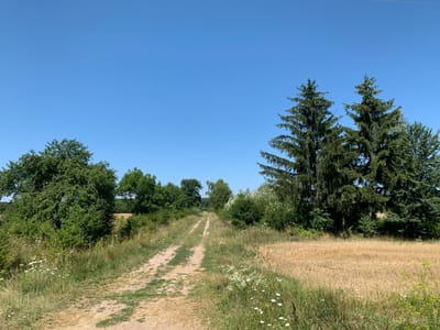 The image shows a dirt road in a rural area, likely in or near the village of Fatovets, Ukraine. The road is unpaved and has two tracks worn into it by vehicles. It is lined on both sides with vegetation, including tall grasses, wildflowers, and various trees and bushes. To the right of the road, a field of dry, golden crops, possibly wheat or barley, is visible. In the background, more trees and vegetation are seen, extending into the distance. The sky is a clear, bright blue, indicating a sunny day. There are no people or animals visible in the image. The overall scene depicts a tranquil, natural landscape.